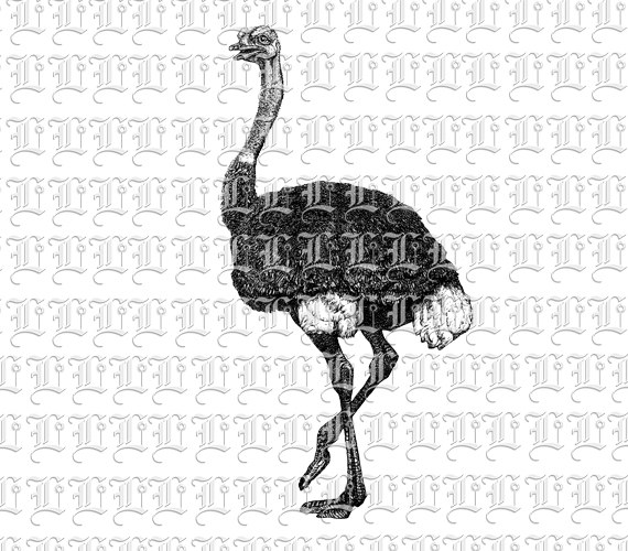 Ostrich Large Long Legged African Wild Bird Vintage Clip Art Illustration Printable 300 dpi