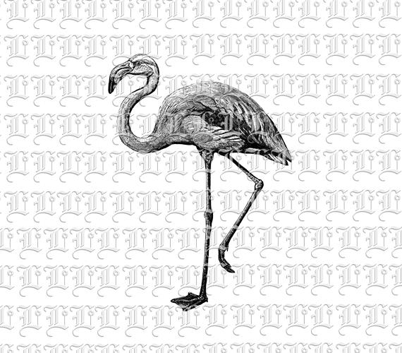 Pink Flamingo Long Legged Animal Feathered Bird Retro Garden Decoration Vintage Clip Art Illustration Printable 300 dpi