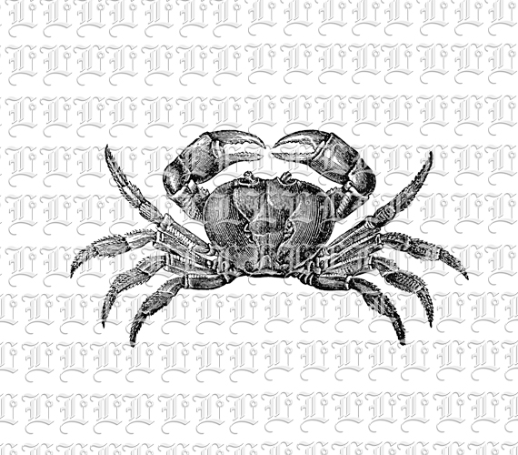 Crab Animal Ocean Water Crustacean Cancer Vintage Clip Art Illustration Printable 300 dpi