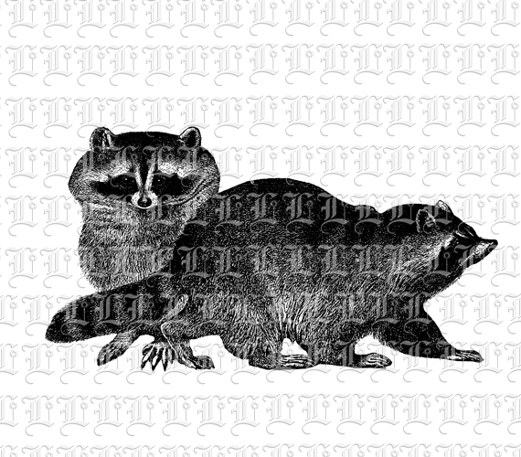 Two Raccoons Urban Furry Wild Fox Like Animals Vintage Clip Art Illustration Printable 300 dpi