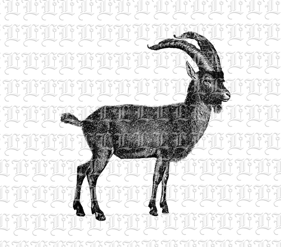 Horned Antilope Animal Mountain Male Goat Capricorn Vintage Clip Art Illustration Printable 300 dpi