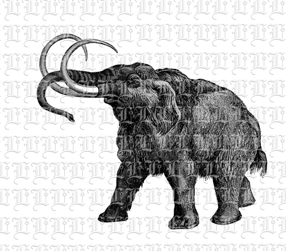 Mammoth Primitive Extinct Elephant Vintage Clip Art Illustrations High Resolution 300 dpi Antique Printable Graphic