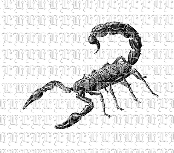 Scorpio Poisonous Desert Animal Scorpion Vintage Clip Art Illustrations High Resolution 300 dpi Antique Printable Graphic