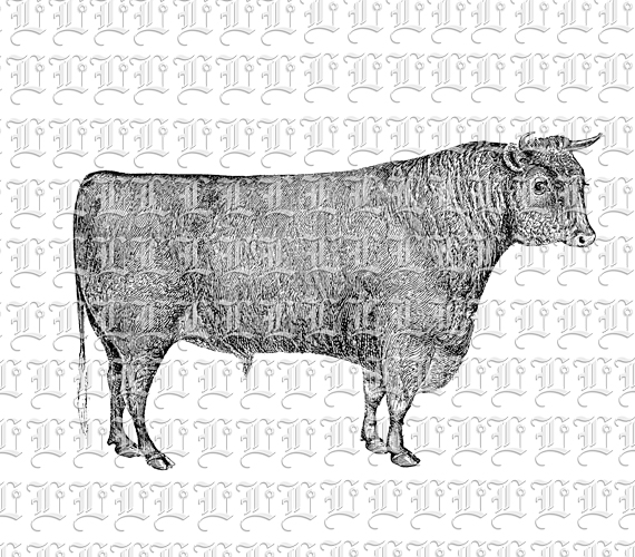 Horned Animal Cow Cattle Vintage Graphic Illustration Clip Art Printable 300 dpi Resolution