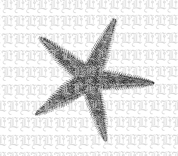 Starfish Sea Star Beach Seashells Antique Black and White Illustration Clip Art Printable 300 dpi Resolution