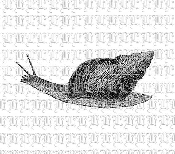 Snail Mollusc Black and White Vintage Illustration Clip Art Printable 300 dpi Resolution