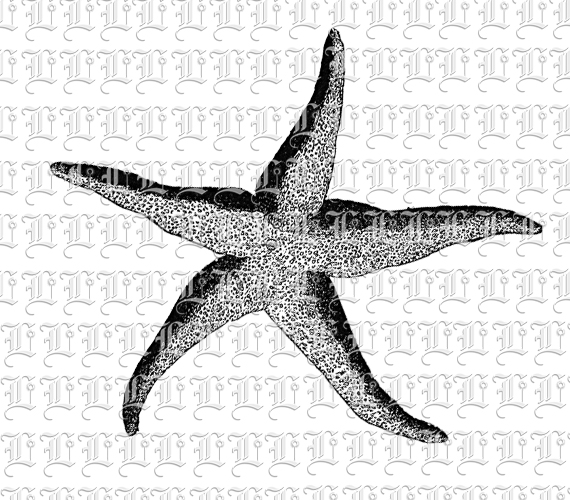 Starfish Sea Star Beach Seashells Vintage Illustration Clip Art Printable 300 dpi Resolution