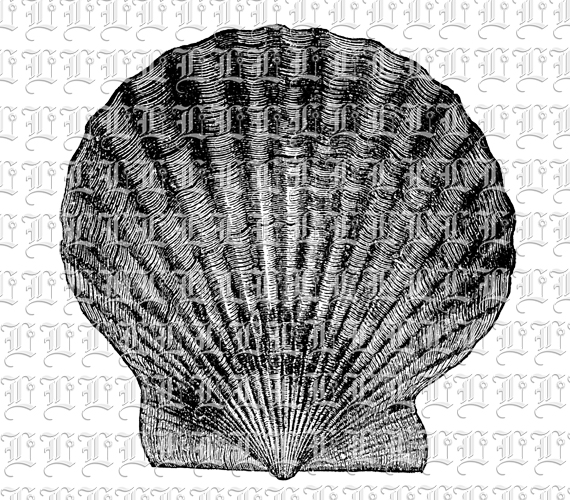 Scallop Shell Seashell Line Drawing Vintage Illustration Clip Art Printable 300 dpi Resolution