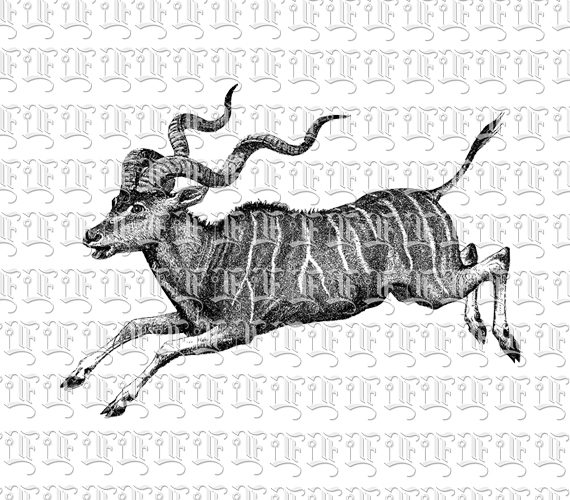 Twisted Horned Wild Animal Jumping Antelope Kudu  Vintage Illustration Clip Art Printable 300 dpi Resolution