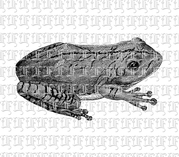 Brazilian Tropical Rain Forest Tree Frog Vintage Illustration Clip Art Printable 300 dpi Resolution