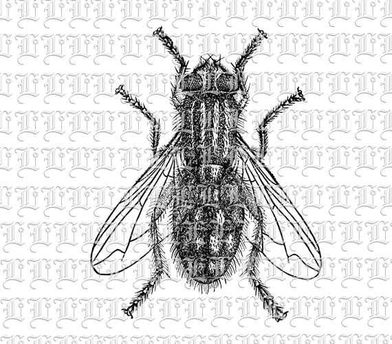 vintage insect clipart - photo #18