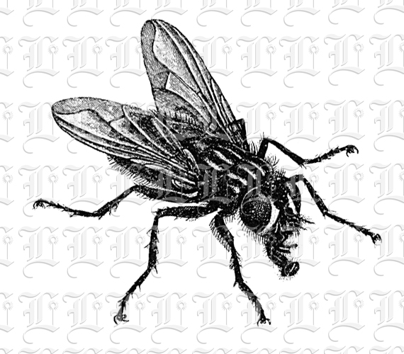 vintage insect clipart - photo #12
