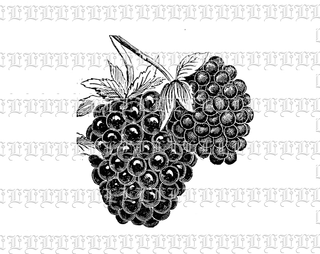 Blackberries Vintage Clip Art Illustration High Resolution 300 dpi.