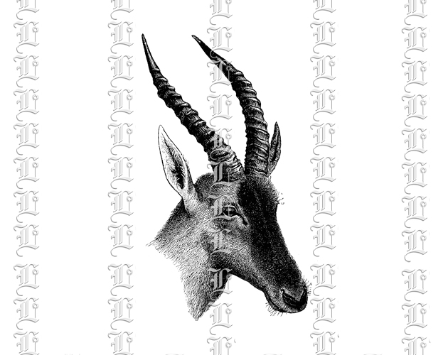 Kudu head