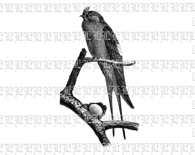 Animal Bird Illustration Clip Art Crested Tree Swift Bird on Branch By Single Egg Nest