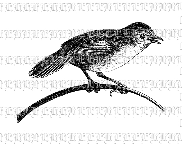 Sedge Warbler Little Singing Bird on Twig Branch Antique Illustration Printable 300 dpi