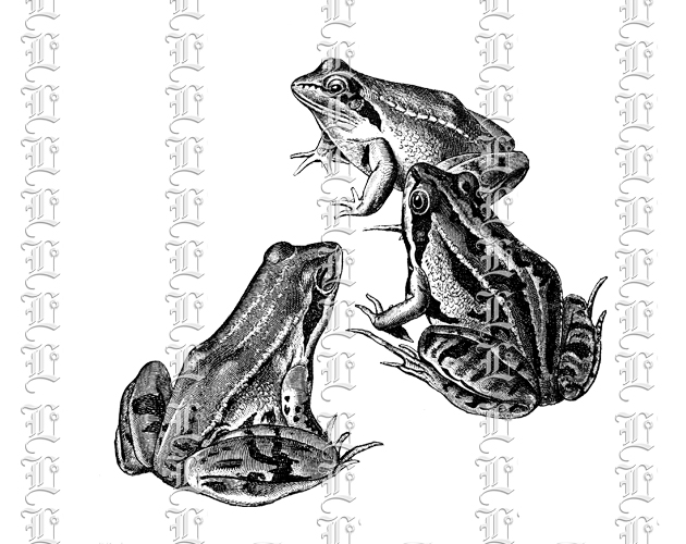 European Edible Frogs