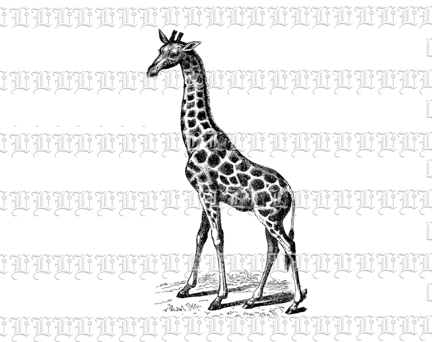 Wild Safari Animal Giraffe Vintage Clip Art Public Domain Illustration High Quality Graphic 300 dpi