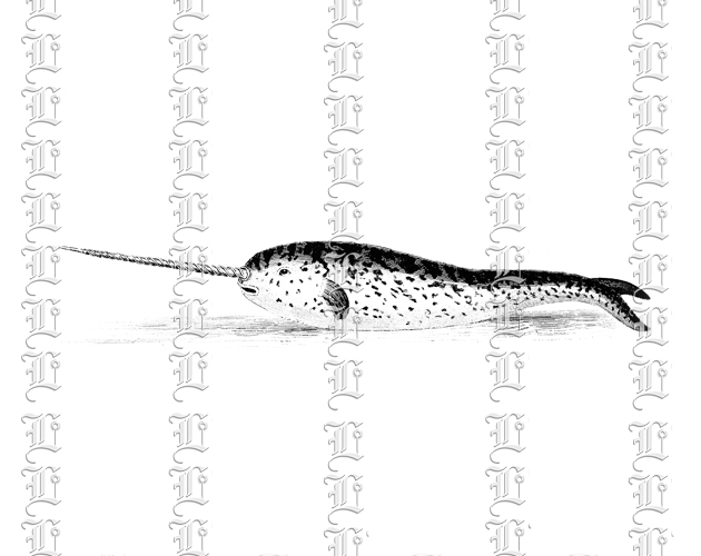 Vintage illustration Narwhal mammal ocean unicorned whale