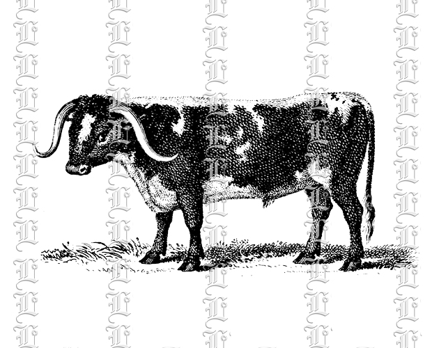 Vintage graphic illustration bull cow western country cattle