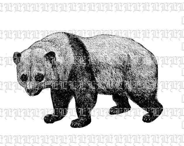 Panda Bear Wild Animal Vintage Clip Art Public Domain Illustration High Quality Graphic 300 dpi