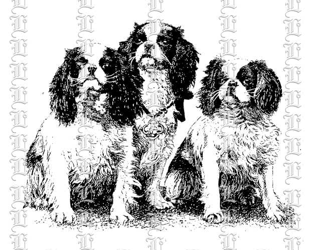 Pekingese Dogs