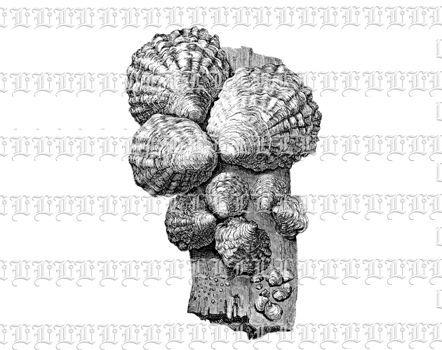 Live Clam Shells Attached to Wood Vintage Nature Clip Art Illustration Printable 300 dpi Resolution