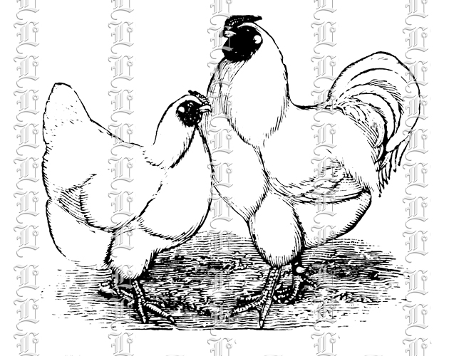 Rooster and Chicken white poultry birds farm organic free range animals