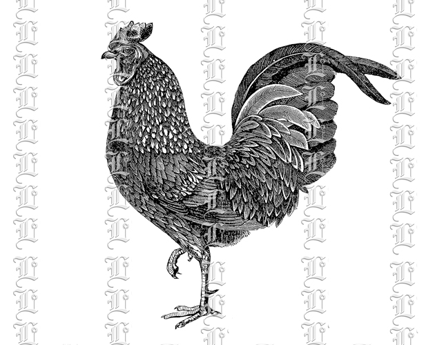 Rooster