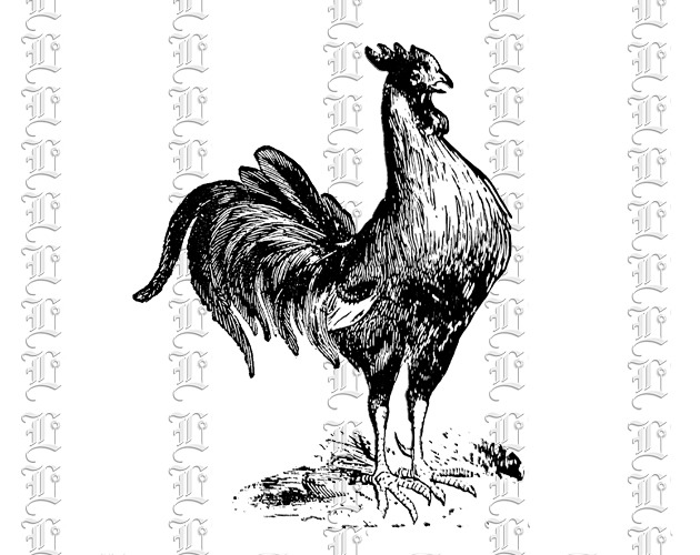 Rooster - Free Image
