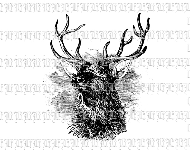 Deer Head Antique Black and White Illustration Vintage Clip Art Antlered Wild Animal