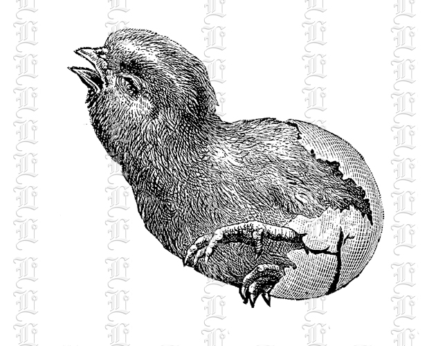 Domestic fowl chick in broken egg