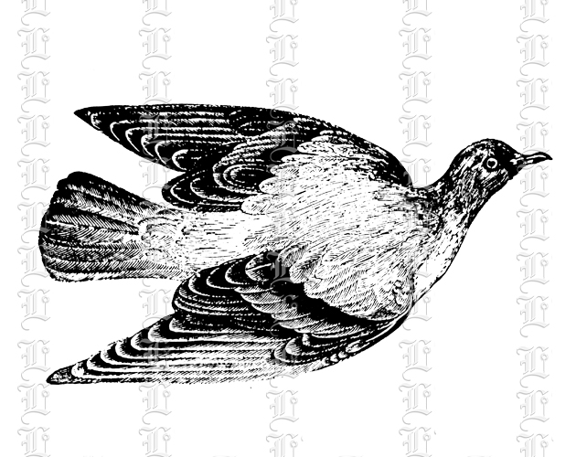 Pigeon fly bird vintage image clip art