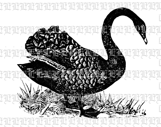 Black Swan Duck Bird Clip Art Illustration Printable Image 300 dpi