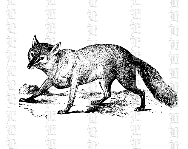 Fox animal wild illustration graphic image clipart