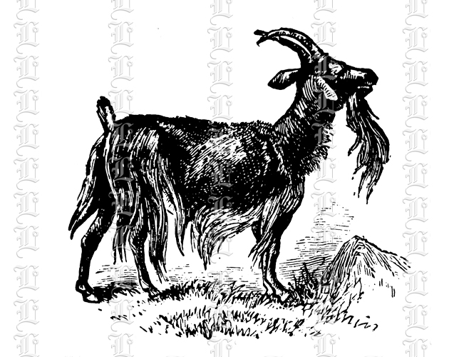 Goat sheep domestic animal country living image illustration clip art vintage