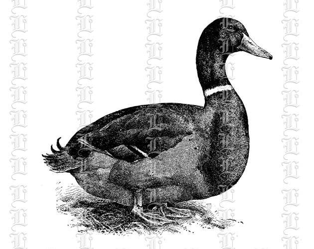 Canadian wild domestic duck vintage graphic