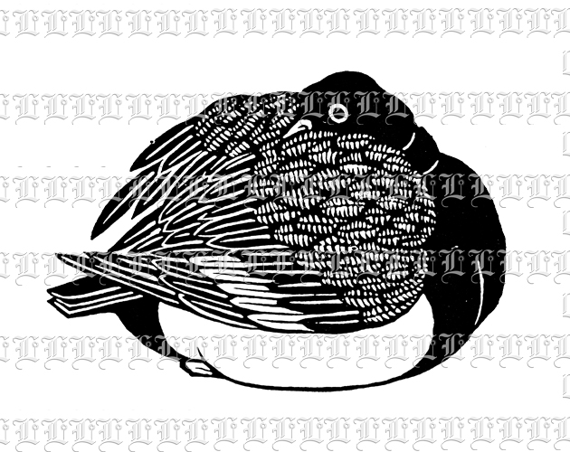 Sleeping or Grooming Canadian Duck Antique Graphic Illustration Black and White Clip Art 300 dpi