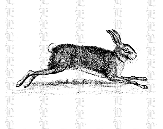 Hopping rabbit illustration image vintage clip art