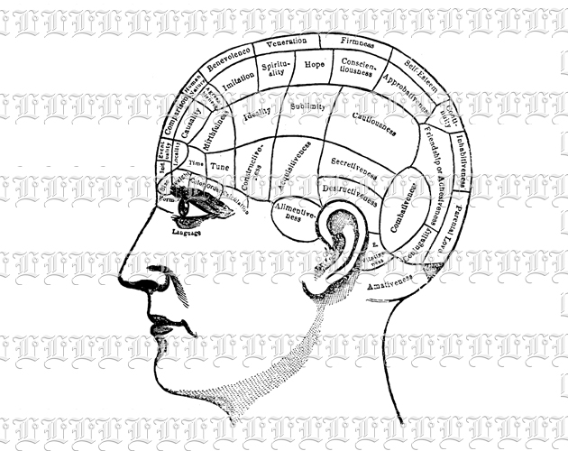 Human Head Phrenology Vintage Clip Art Illustration High Resolution 300 dpi