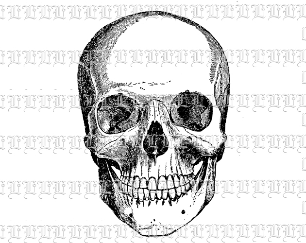 Smiling Human Skull Vintage Clip Art Illustration High Resolution 300 dpi.