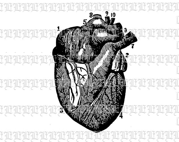 Human Heart Anatomy Study Vintage Clip Art Illustration High Resolution 300 dpi