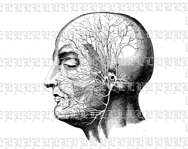 Anatomy Study Human Head Profile Vintage Clip Art Illustration High Resolution 300 dpi