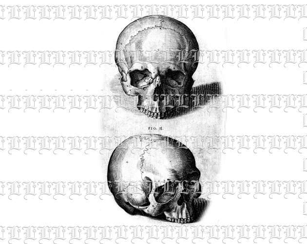 Anatomy Study Human Skulls Vintage Clip Art Illustration High Resolution 300 dpi