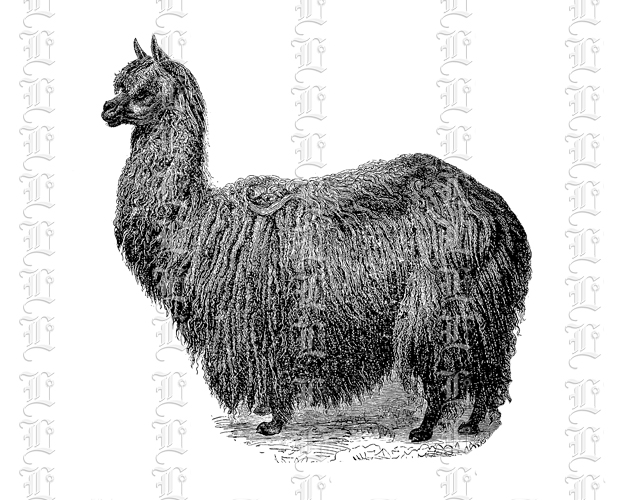 Llama alpaca South American camelid camel-like Andean Inca animal