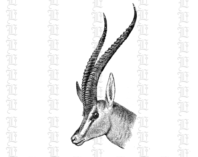 Antelope Kudu Head