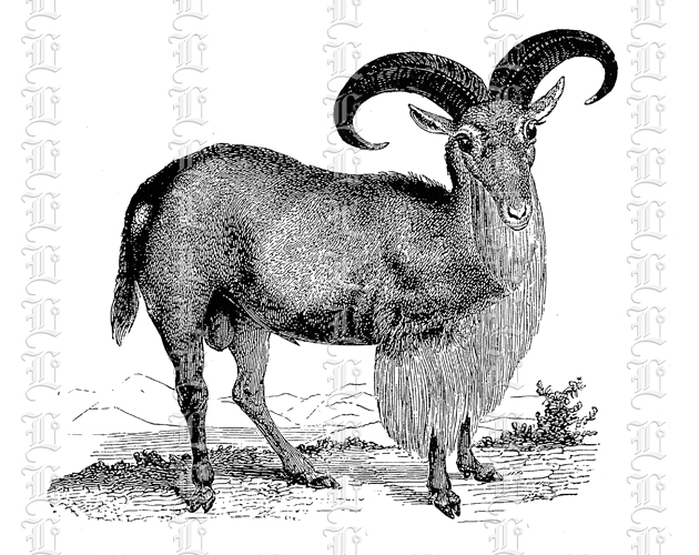 Ram Bighorn Sheep