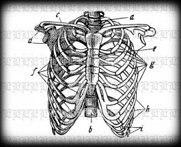 1729a ribcage