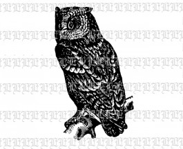 1758b owlet