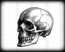 1783a skull